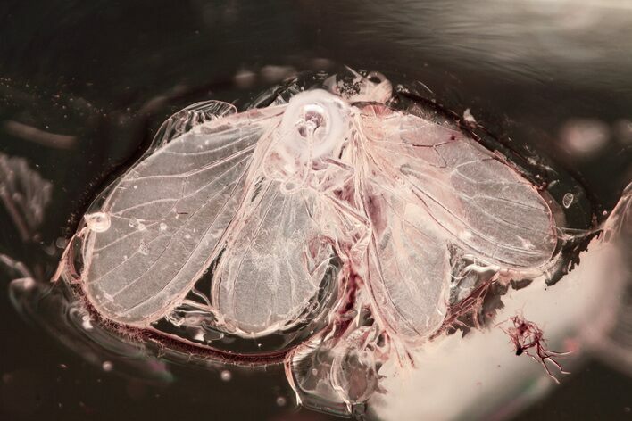 Detailed Fossil Dustywing (Coniopterygidae) In Baltic Amber #372471